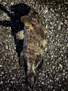 チャイロマルハタの釣果