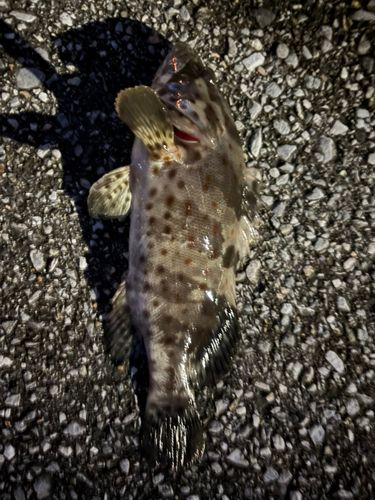 チャイロマルハタの釣果