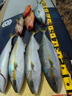ヒラスの釣果