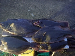 ヒラメの釣果