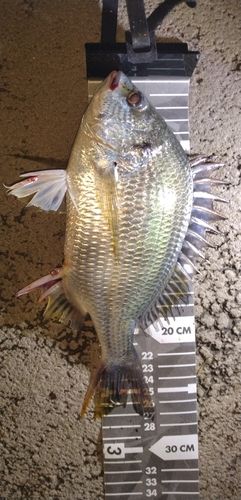 キビレの釣果