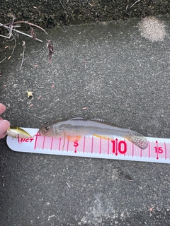 マハゼの釣果