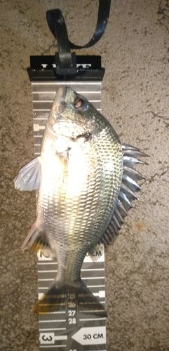 キビレの釣果