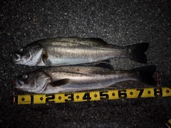 シーバスの釣果