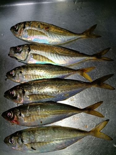 アジの釣果
