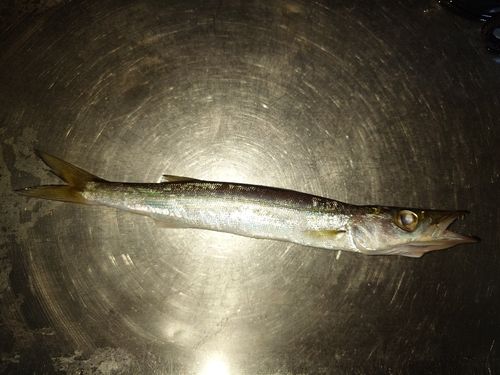 カマスの釣果