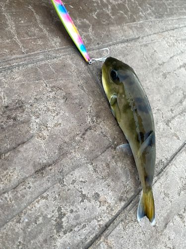 釣果