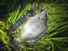 キチヌの釣果