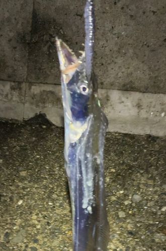タチウオの釣果