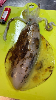 アオリイカの釣果