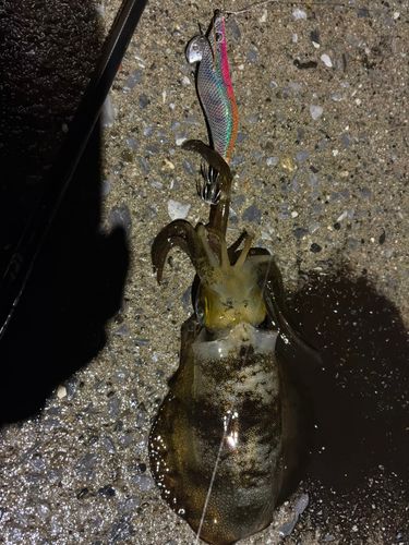 アオリイカの釣果