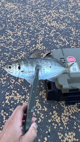 マアジの釣果