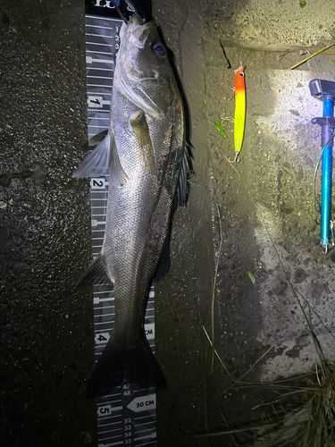 シーバスの釣果