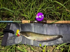 ナマズの釣果