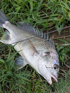 キビレの釣果