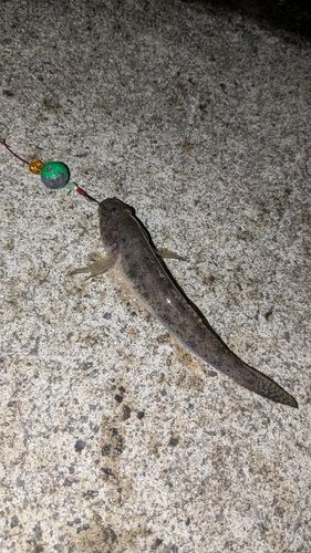 ハゼの釣果