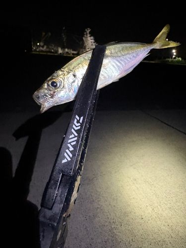 茨城県で釣れたアジの釣り・釣果情報 - アングラーズ | 釣果600万件の