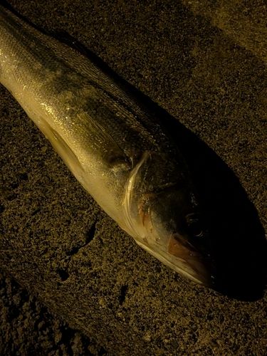 セイゴ（マルスズキ）の釣果