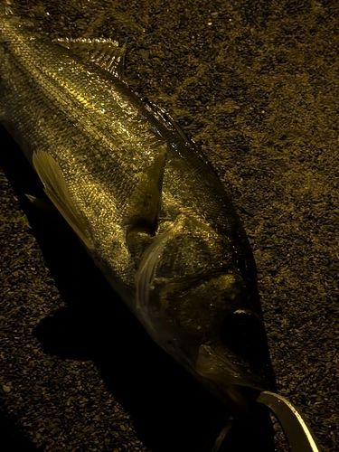 セイゴ（マルスズキ）の釣果