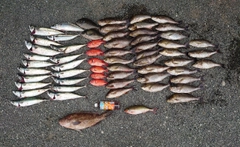 オオモンハタの釣果