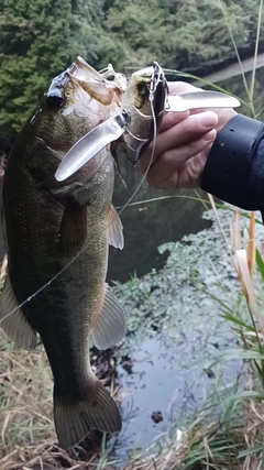 ブラックバスの釣果