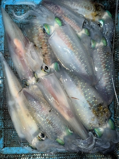 シロイカの釣果