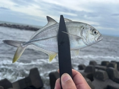 メッキの釣果