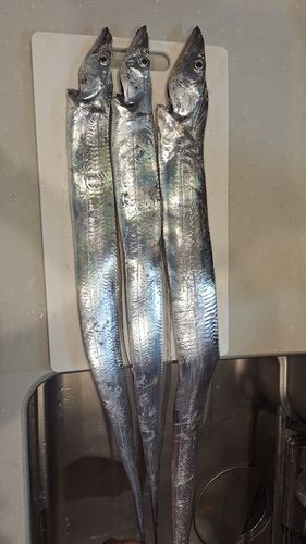 タチウオの釣果