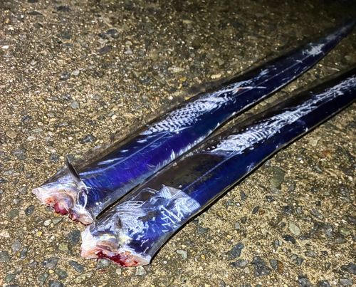 タチウオの釣果
