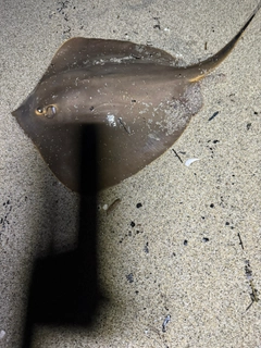 アカエイの釣果