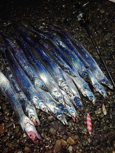 タチウオの釣果