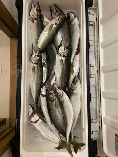 アジの釣果