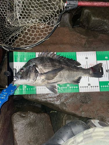 チヌの釣果