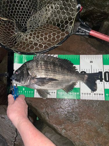 チヌの釣果