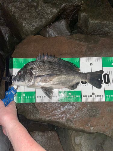 チヌの釣果