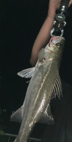 セイゴ（マルスズキ）の釣果