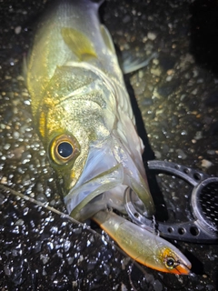 シーバスの釣果