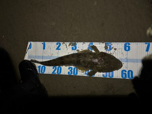 マゴチの釣果
