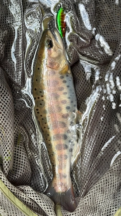 ヤマメの釣果