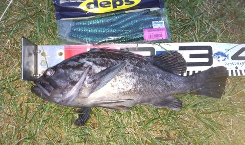 クロソイの釣果