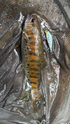 ヤマメの釣果
