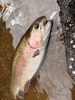 ニジマスの釣果