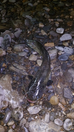 ナマズの釣果