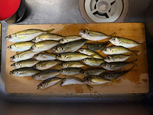 アジの釣果