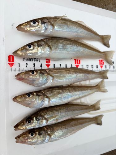 キスの釣果