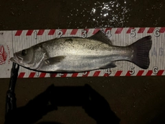 ヒラスズキの釣果