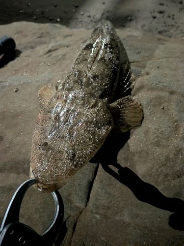 マゴチの釣果
