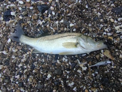 セイゴ（マルスズキ）の釣果