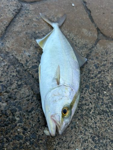 ショゴの釣果