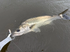 フッコ（マルスズキ）の釣果